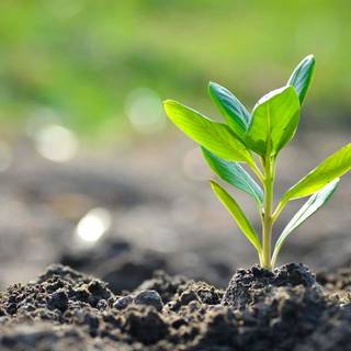 Growing plant wallpaper