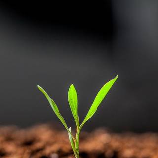 Growing plant wallpaper