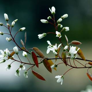 Growing plant wallpaper