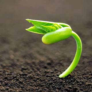 Growing plant wallpaper