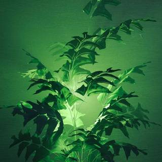 Growing plant wallpaper