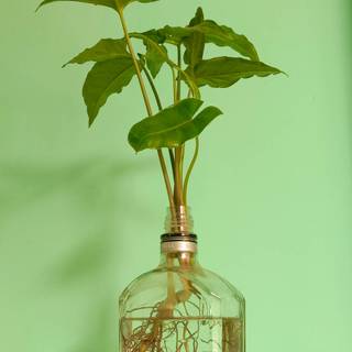 Growing plant wallpaper