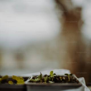 Growing plant wallpaper