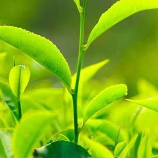 Growing plant wallpaper