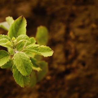 Growing plant wallpaper