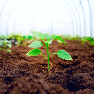 Growing plant wallpaper