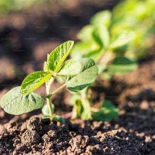 Growing plant wallpaper