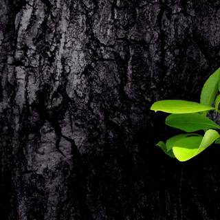 Growing plant wallpaper