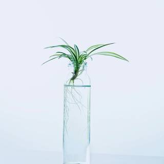 Growing plant wallpaper