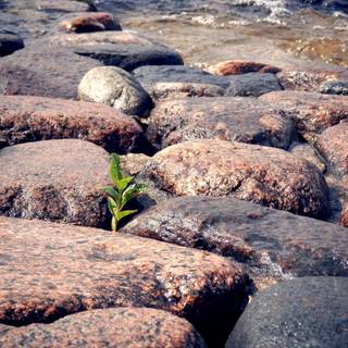 Growing plant wallpaper