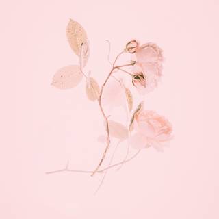 4k pastel pink wallpaper