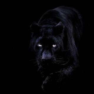 Dark black iPhone wallpaper