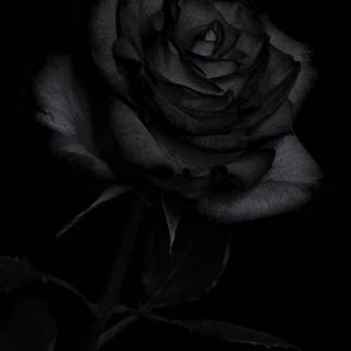 Dark black iPhone wallpaper