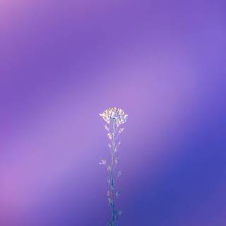 Cute purple iPhone wallpaper