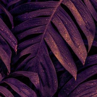 Cute purple iPhone wallpaper