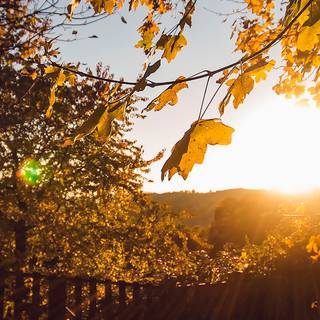 iPhone morning wallpaper