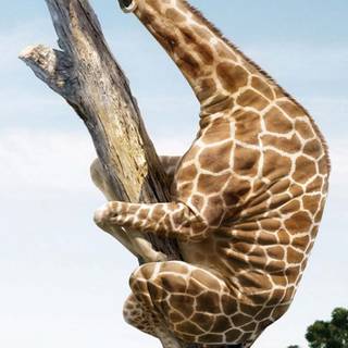 Cute animal iPhone wallpaper