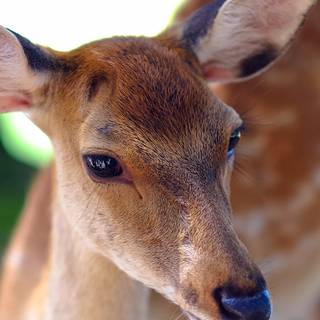 Cute animal iPhone wallpaper