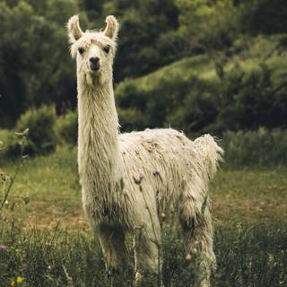 Cute animal iPhone wallpaper