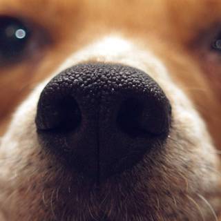 Cute animal iPhone wallpaper