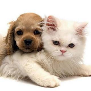 Cute animal iPhone wallpaper