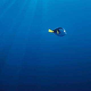 Nemo iPhone wallpaper