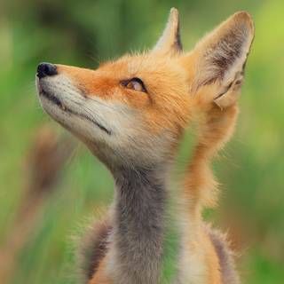 Cute animal iPhone wallpaper