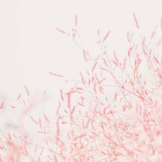 Aesthetic pastel phone wallpaper