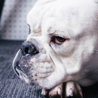 Cute animal iPhone wallpaper