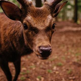 Cute animal iPhone wallpaper