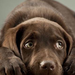 Cute animal iPhone wallpaper