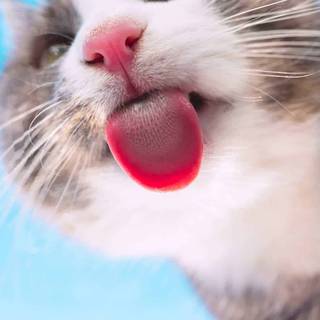 Cute animal iPhone wallpaper