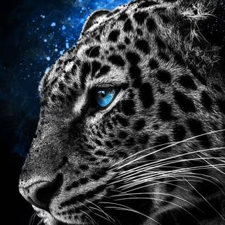 Wild animals iPhone wallpaper