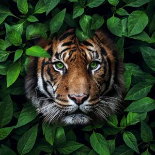 Wild animals iPhone wallpaper