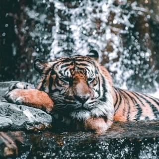 Wild animals iPhone wallpaper
