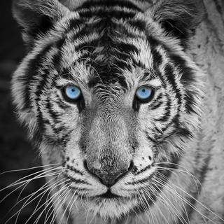 Wild animals iPhone wallpaper
