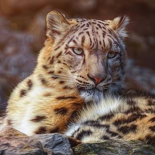 Wild animals iPhone wallpaper