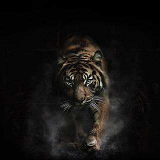 Wild animals iPhone wallpaper