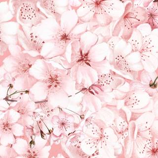 Cherry phone wallpaper