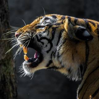 Wild animals iPhone wallpaper