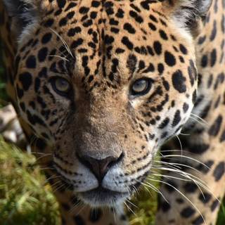 Wild animals iPhone wallpaper