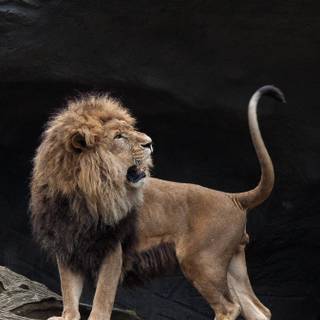 Wild animals iPhone wallpaper