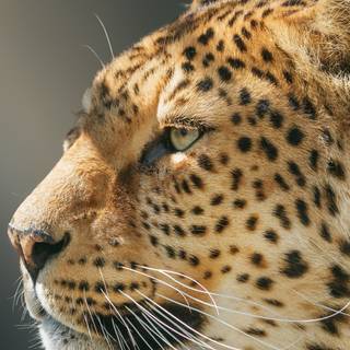 Wild animals iPhone wallpaper