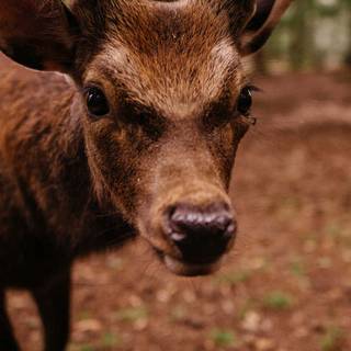 Wild animals iPhone wallpaper