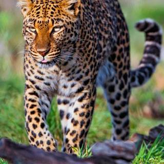 Wild animals iPhone wallpaper