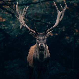 Wild animals iPhone wallpaper