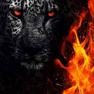 Wild animals iPhone wallpaper