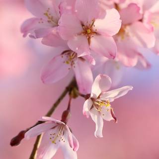 Cherry phone wallpaper