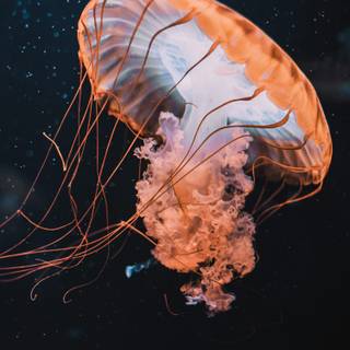 Wild animals iPhone wallpaper