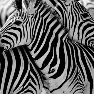 Wild animals iPhone wallpaper